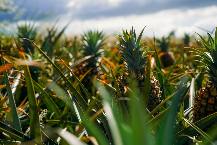 Maui Pineapple Tour image