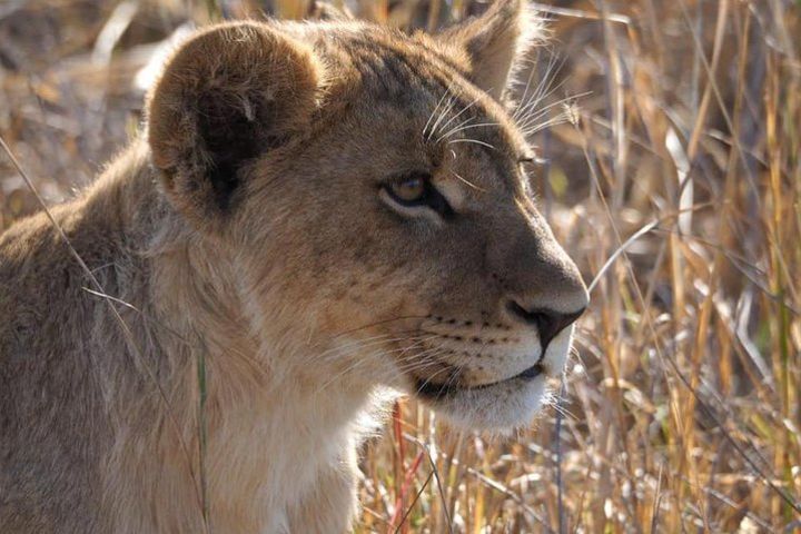 Hwange OverNight Camping image