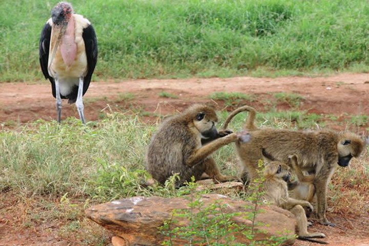 3 Days Tsavo East &lumo Wildlife Sanctuary  image