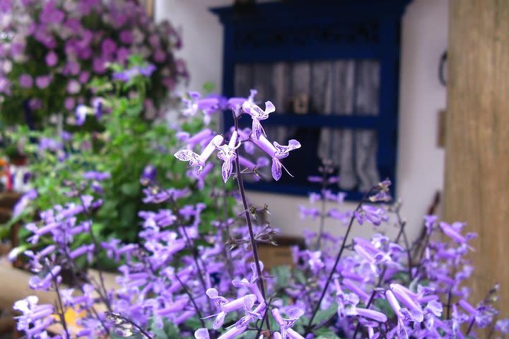 Flower growing and Fruit tasting tour image