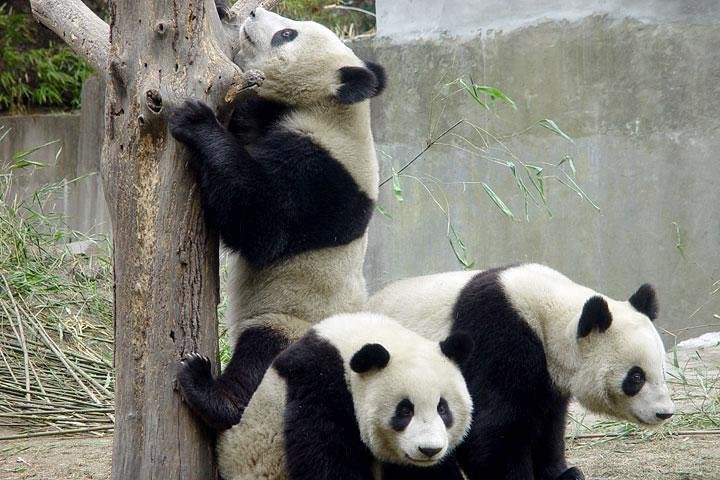 Private Chengdu Day Tour: Giant Pandas and Jinsha Site Museum image