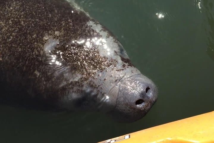 Manatee and Dolphin Kayaking Encounter image