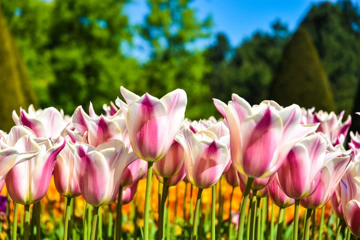 Keukenhof Gardens and Zaanse Schans Windmill Village guided day tour image