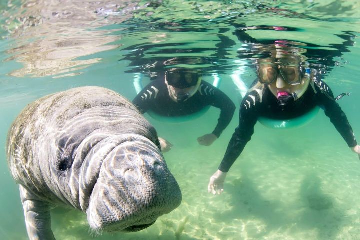 Crystal River Manatee Snorkel Tour image