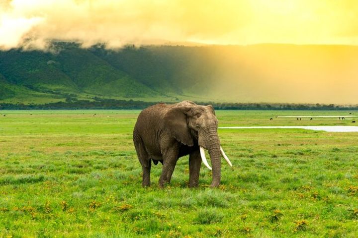 Zanzibar 8-Day Journey: Savannah to Shore image