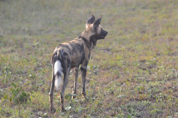 Hluhluwe Imfolozi Park Half-Day Game Drive from St. Lucia image