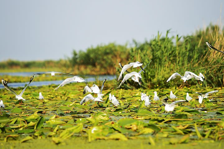 2-Day Tour - The Danube Delta & Black Sea image