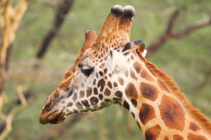 6.a.m To 1.p.m Nairobi National Park Game Drive/elephant & Giraffe Sanctuary image