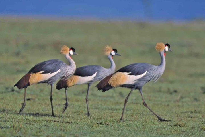 Nairobi National Park Tour image