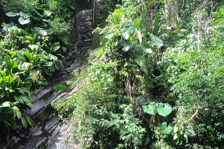 Canyon in the rainforest image