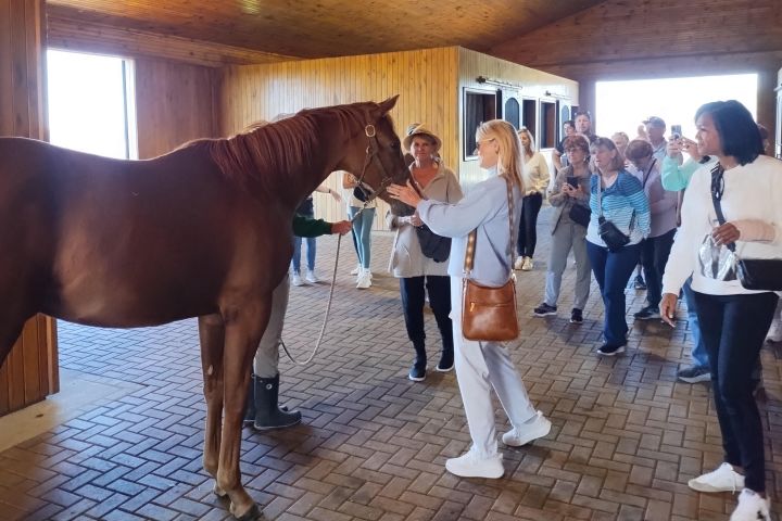 Kentucky Thoroughbred Horse Farm Tour image