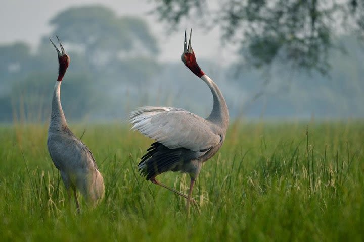 Private Sightseeing Tour To Bharatpur's Keoladeo National Park image