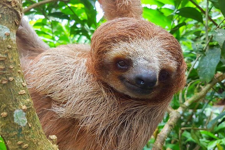 Sloth Discovery from Playa del Coco Area image