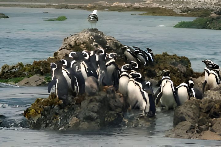 Private Full-Day Tour to Ancud, Caulin, and Penguin Colony image