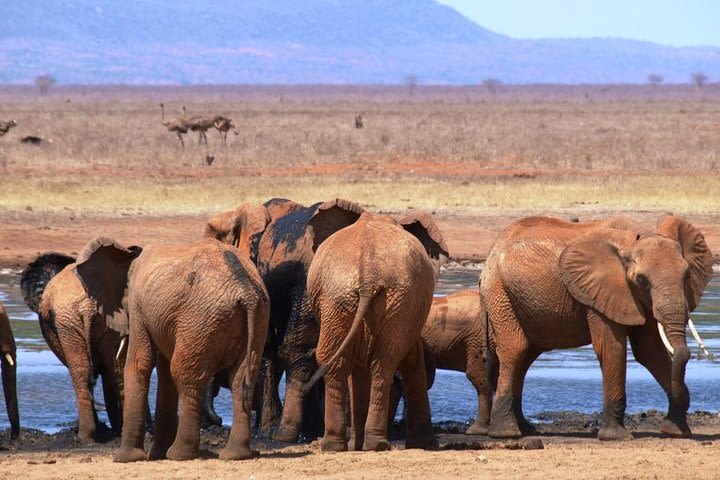 Safari 2 Days Tsavo East image