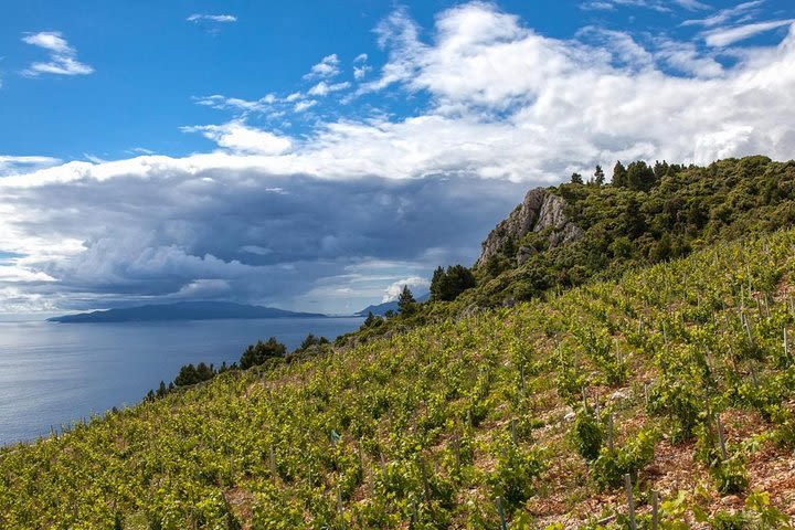 Smiley wine tasting on peninsula Peljesac image