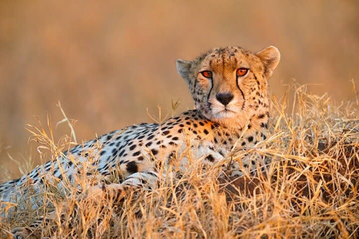 7-Day Safari to Maasai Mara, Lake Naivasha and Amboseli from Nairobi image