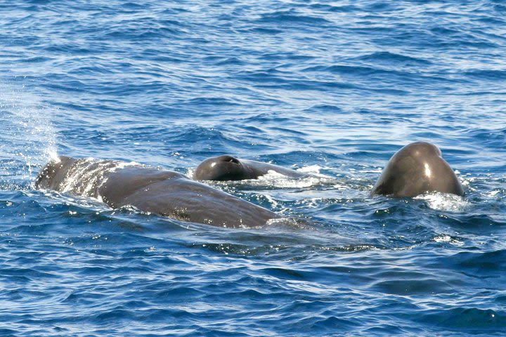 Whale and Dolphin Watching Cruise in St Lucia image