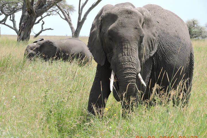 Serengeti 2-Day Safari from Mwanza image