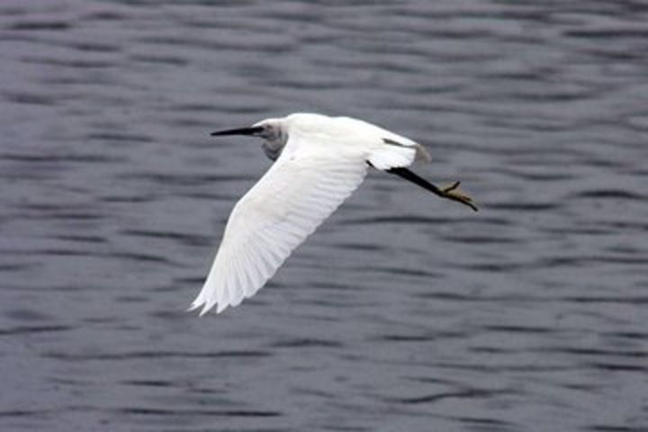 Azores Marine Birdwatching Expedition image