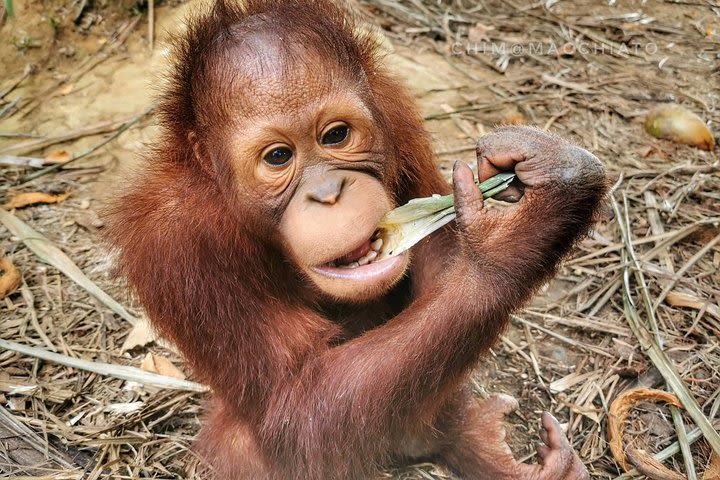 Bukit Merah Orang Utan DAY Tour (SIC-Shared / Join In Tour) image