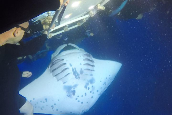 Kona Manta Ray Night Snorkel Adventure image