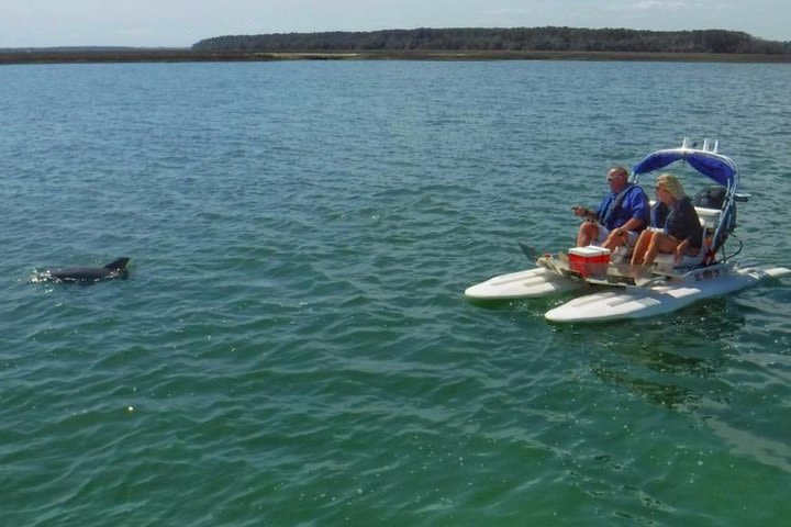 Hilton Head Guided Creek Cat Dolphin Eco Tour  image