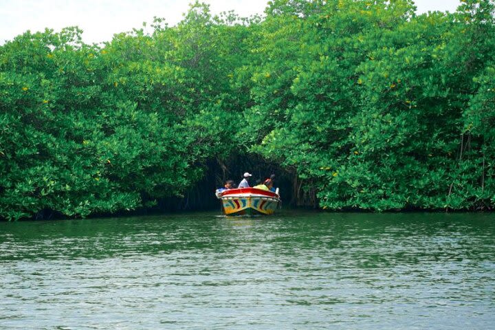 Southern Coast Highlights and River Safari from Balapitiya image