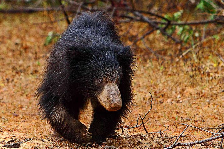 Yala National Park Safari from Balapitiya image