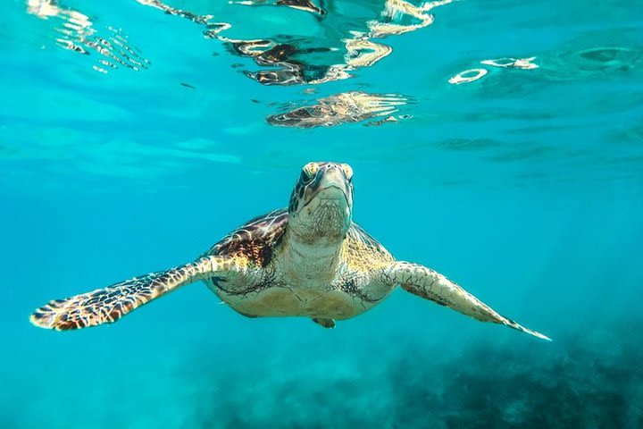 Barbados Catamaran Snorkeling Cruise image