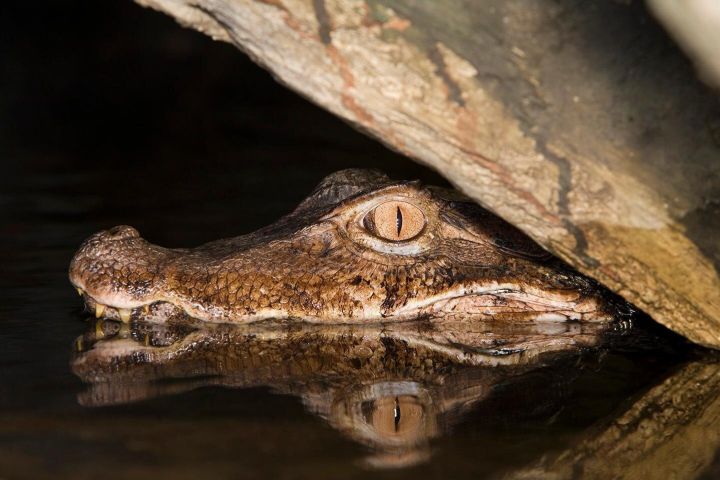 Amazon Night Caiman Spotting Tour image