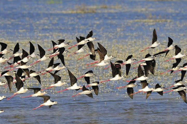 A Day Through the Doñana National Park and the Village of Rocio image