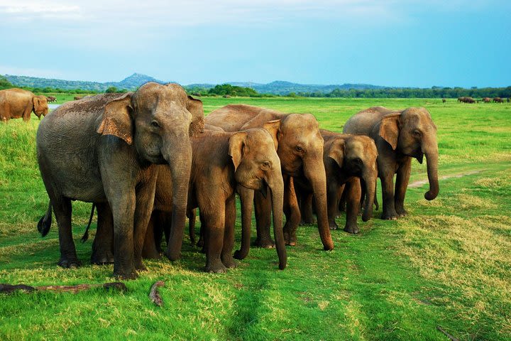 Jeep Safari To One Of a National Park Where You see Lot Of Animals On that day image