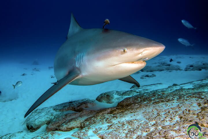 Bull Shark Scuba Diving - 2 Tank dive in Playa del carmen reef  image