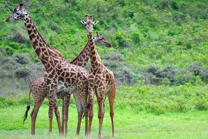  Arusha National Park Guided Day Tour From Arusha image