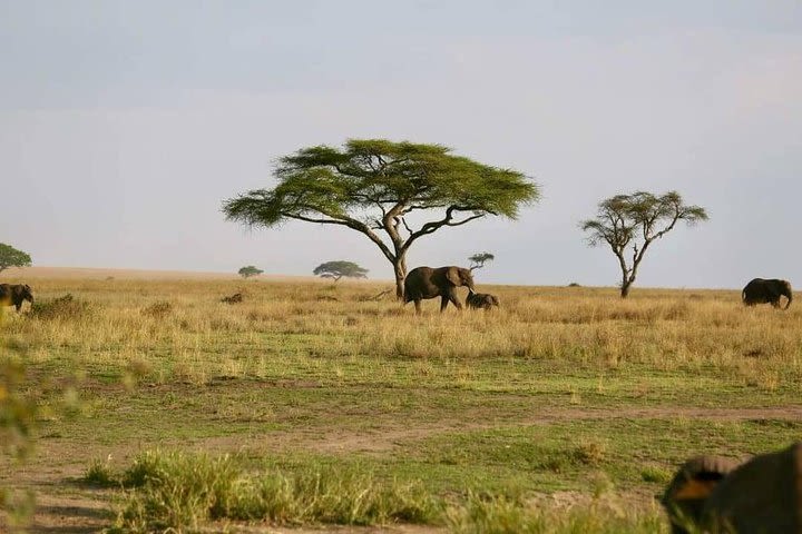 7 Days African Camping Adventure Safari image