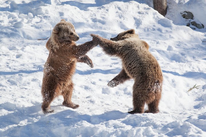 Arctic Zoo - Day in Ranua Wildlife Park image