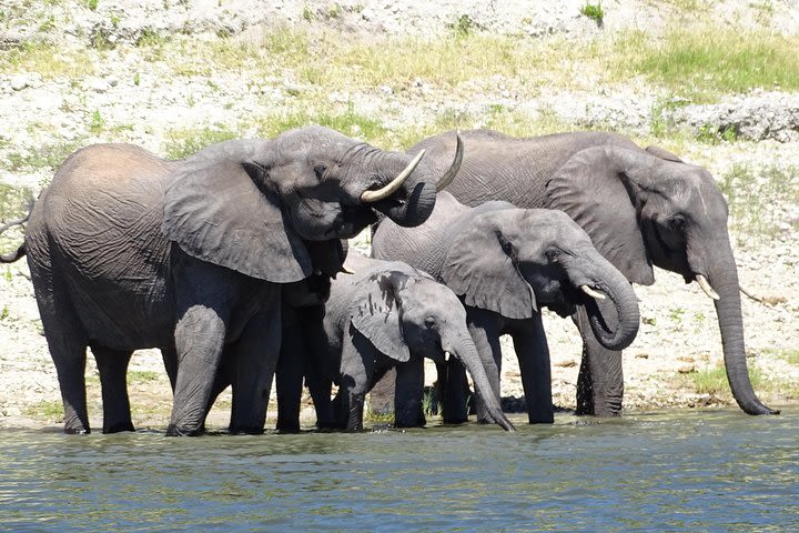 Chobe Safari Experience Day Trip image