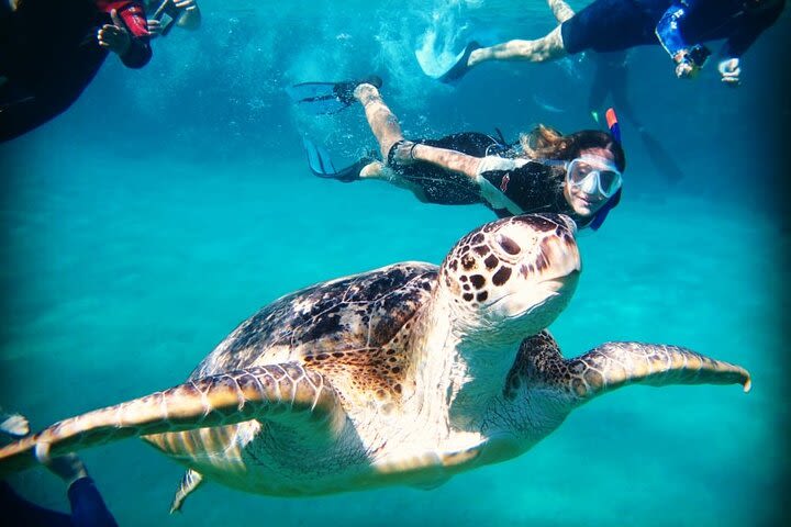 Abu Dabbab Beach Full Day Trip Snorkeling with Turtles image