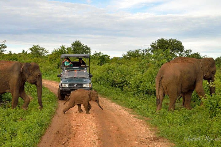 Udawalawe Safari Day Trip from Bentota & Surroundings - All Inclusive  image