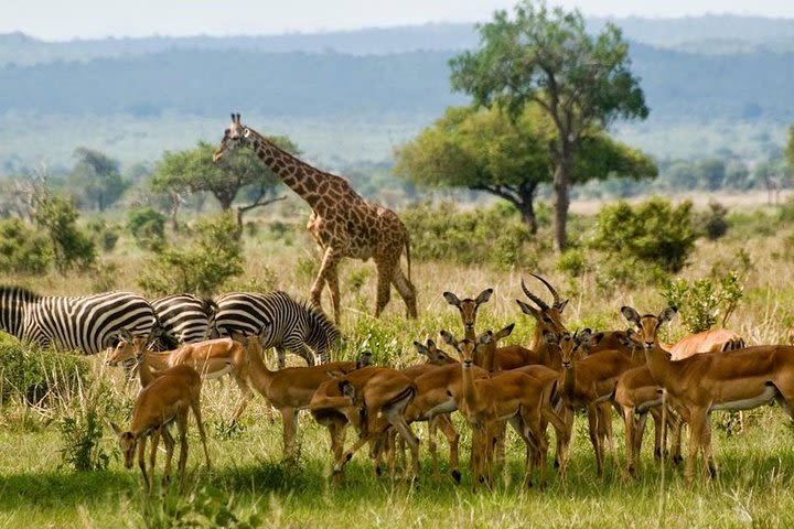 Tarangire National Park Guided Day Tour From Arusha image