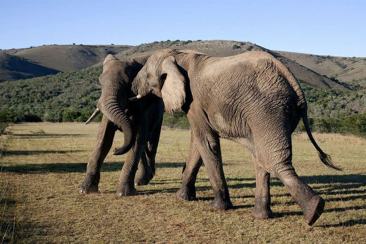 6 Day Cape to Addo Safari - Garden Route Small Group Tour from Cape Town image