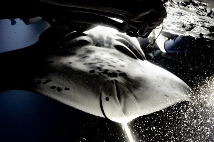 Late Night Manta Snorkel image