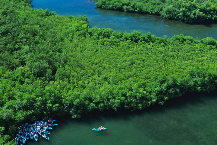 Best of Mangrove Lagoon Kayak, Hike and Snorkel Adventure with Picnic Lunch image