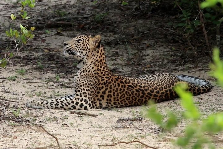 Wilpattu National Park Safari Day Tour image