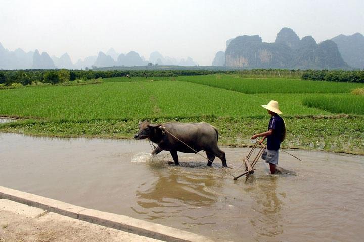 2-Day Guilin Private Tour: Li River Cruise and Longji Rice Terrace in Longsheng image