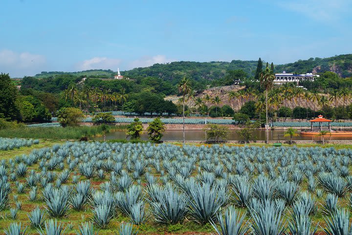 Tour of Guachimontones Archeological Site & Tequila from Guadalajara image