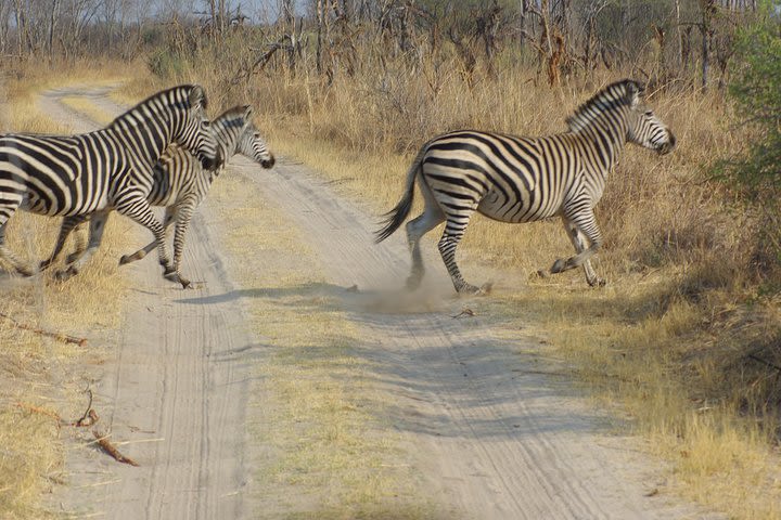  3 days 2nights hwange game drive staying at Sable Sands safari lodge image