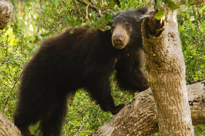 Wilpattu National Park Private Safari (All Inclusive) From Negambo image