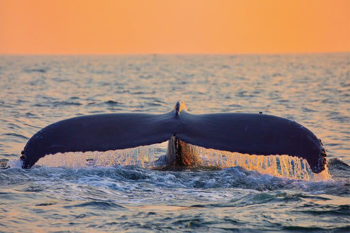 West Oahu Whale Watching & Sunset Cruise image